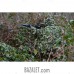 Suit camouflage Chimera summer